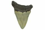 Fossil Megalodon Tooth - North Carolina #298869-1